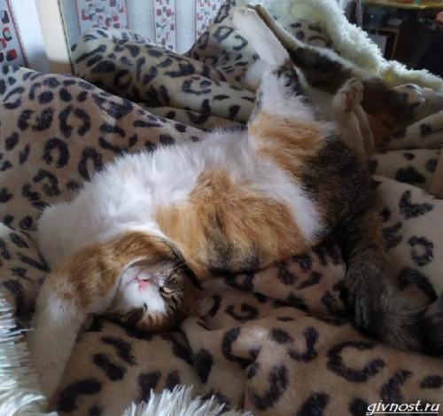 Какие животные чаще всего спят в обнимку. Спящие животные: подборка 60 самых милых фото