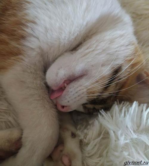 Какие животные чаще всего спят в обнимку. Спящие животные: подборка 60 самых милых фото