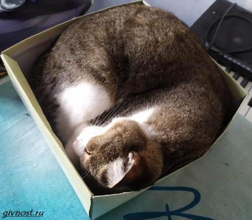 Какие животные чаще всего спят в обнимку. Спящие животные: подборка 60 самых милых фото