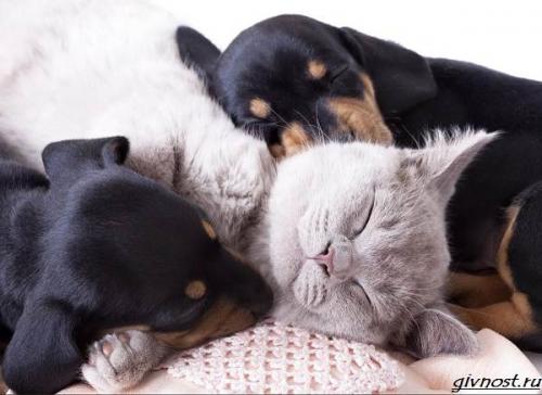 Какие животные чаще всего спят в обнимку. Спящие животные: подборка 60 самых милых фото