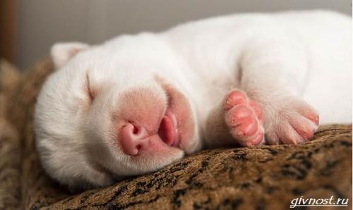 Какие животные чаще всего спят в обнимку. Спящие животные: подборка 60 самых милых фото