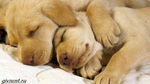 Какие животные чаще всего спят в обнимку. Спящие животные: подборка 60 самых милых фото