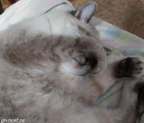 Какие животные чаще всего спят в обнимку. Спящие животные: подборка 60 самых милых фото