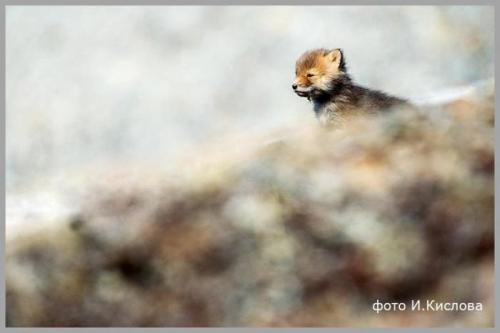 50 фактов о лисах. 10 интересных фактов о лисах.