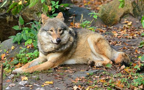 Интересные факты про волка. Интересные факты о волках