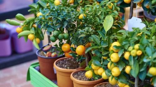 Как выращивать мандарины на своем подворье. Как вырастить мандарин?