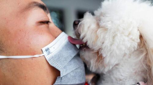 Происхождение человеческих коронавирусов: от животных к людям 01