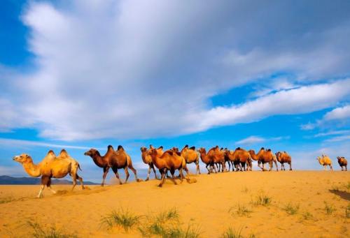 Какие виды верблюдов имеют горбы. Внешний вид