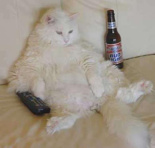 Могут ли гориллы понимать юмор. У горилл и хомяков тоже есть чувство юмора