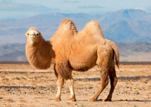 Какие виды верблюдов имеют горбы. Внешний вид