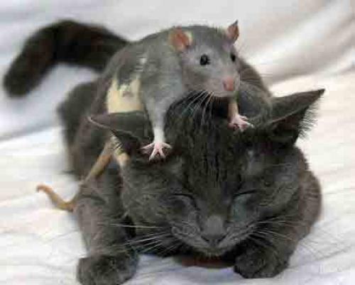 Могут ли гориллы понимать юмор. У горилл и хомяков тоже есть чувство юмора