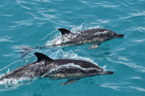 Как влияет рынок дельфинов на популяцию этих морских животных. Пересчитать дельфинов в море. Как идет второй сезон исследований