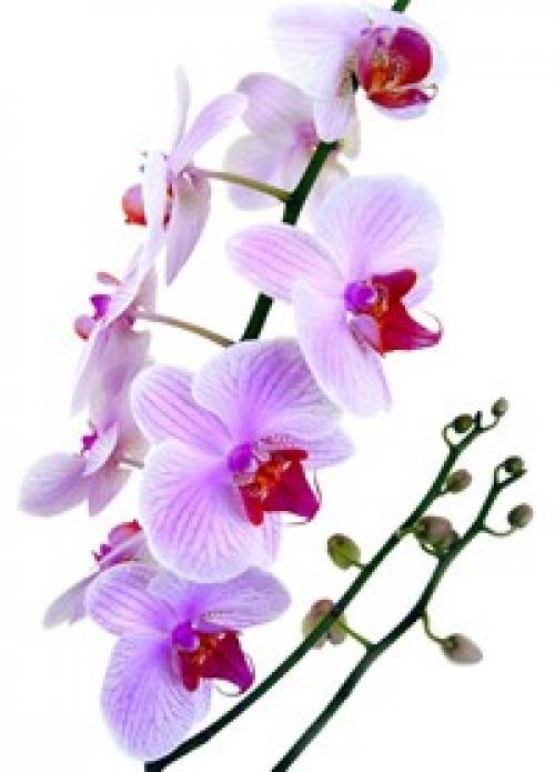 Значение цветка. Язык и символика цветов