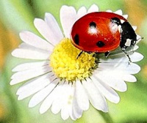 Значение цветка. Язык и символика цветов