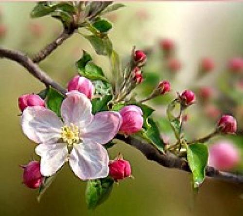 Значение цветка. Язык и символика цветов