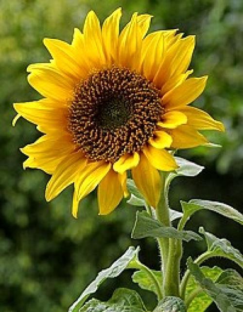 Значение цветка. Язык и символика цветов