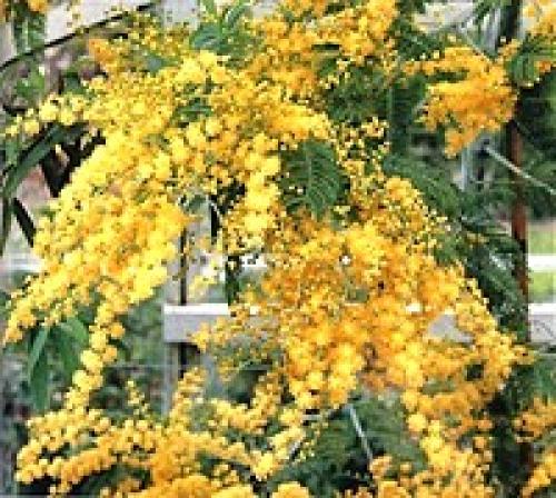 Значение цветка. Язык и символика цветов