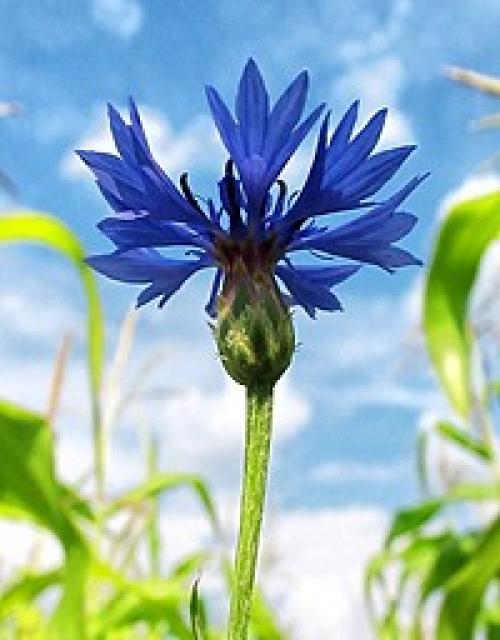 Значение цветка. Язык и символика цветов