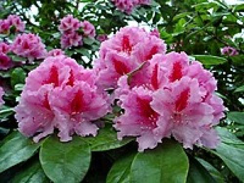 Значение цветка. Язык и символика цветов