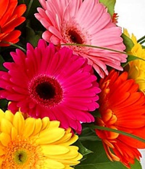 Значение цветка. Язык и символика цветов