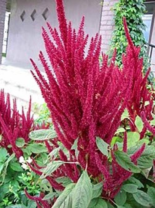 Значение цветка. Язык и символика цветов