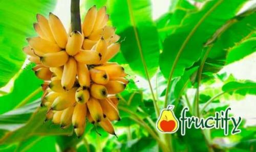 Банан это фрукт? Почему бананы – это ягоды?