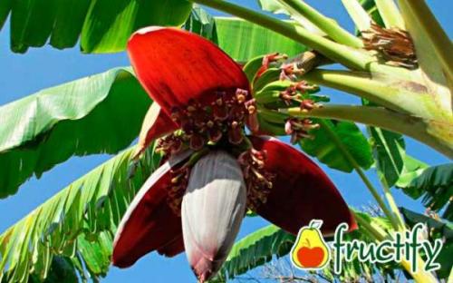 Банан это фрукт? Почему бананы – это ягоды?