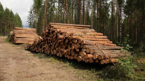 7 самых уникальных лесов в России. 7 самых дремучих лесов России 10