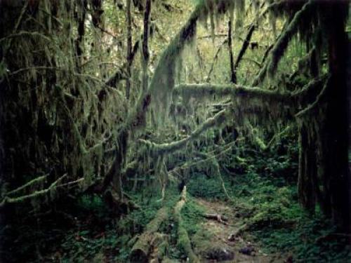 Площадь лесов россии. Лесная статистика без хайпа