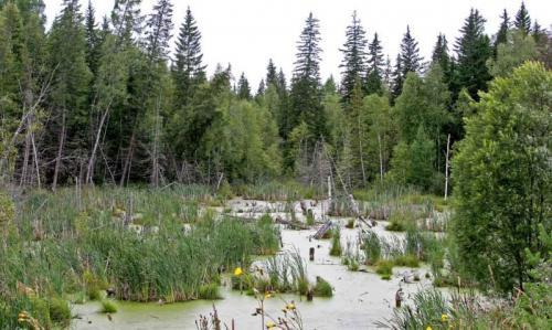 7 самых уникальных лесов в России. 7 самых дремучих лесов России 09