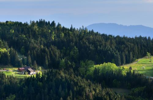 Площадь леса в мире 12