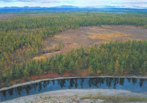 7 самых уникальных лесов в России. 7 самых дремучих лесов России 04