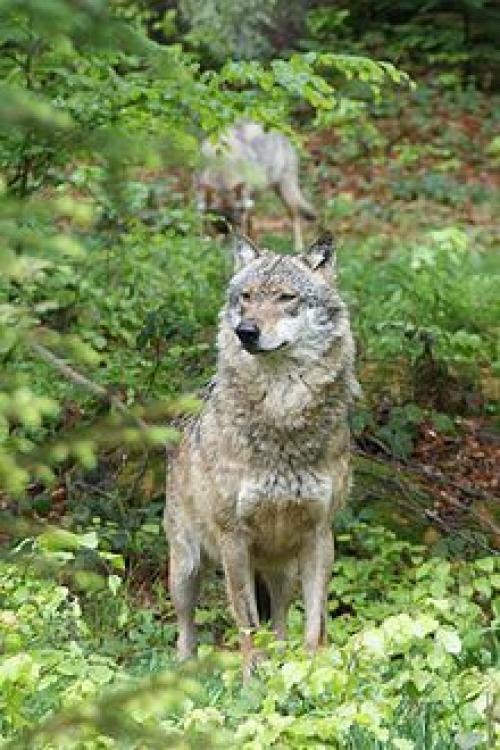 Где самый большой лес в США. Самые большие национальные леса в Соединенных Штатах 11