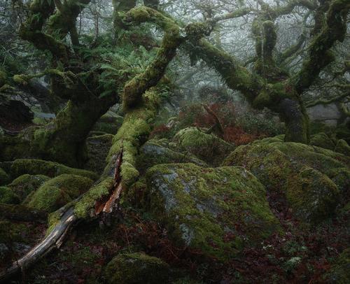 Лес из Властелина колец. Мистический лес из Властелина колец существует. Раньше он был запретным