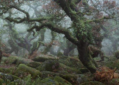 Лес из Властелина колец. Мистический лес из Властелина колец существует. Раньше он был запретным