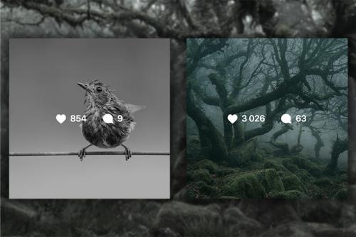 Лес из Властелина колец. Мистический лес из Властелина колец существует. Раньше он был запретным