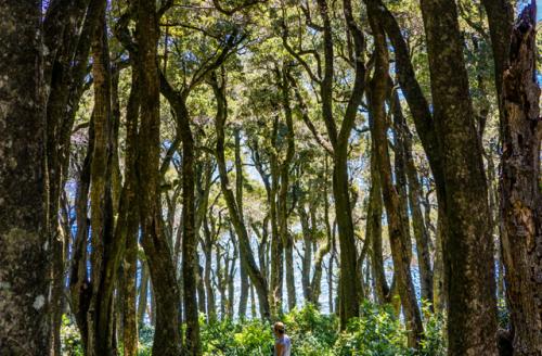 Где самый большой лес в США. Самые большие национальные леса в Соединенных Штатах 04