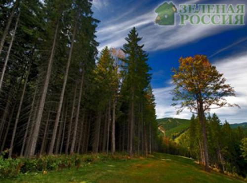 Где самый большой лес в США. Самые большие национальные леса в Соединенных Штатах 08