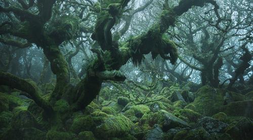 Лес из Властелина колец. Мистический лес из Властелина колец существует. Раньше он был запретным