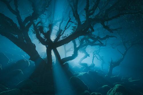 Лес из Властелина колец. Мистический лес из Властелина колец существует. Раньше он был запретным