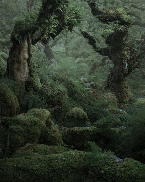 Лес из Властелина колец. Мистический лес из Властелина колец существует. Раньше он был запретным