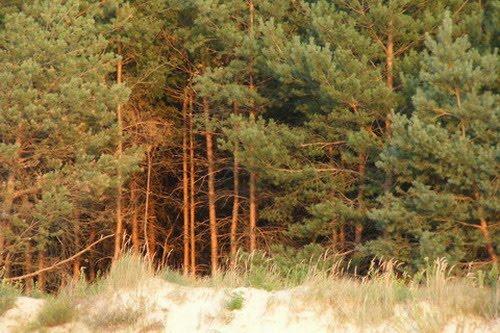 10 самых крупных лесов в мире. Великие леса 10