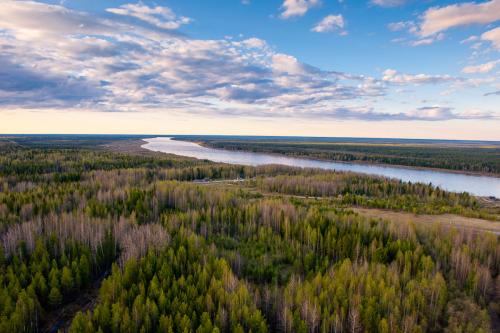 Тайга лес. Природная зона тайги