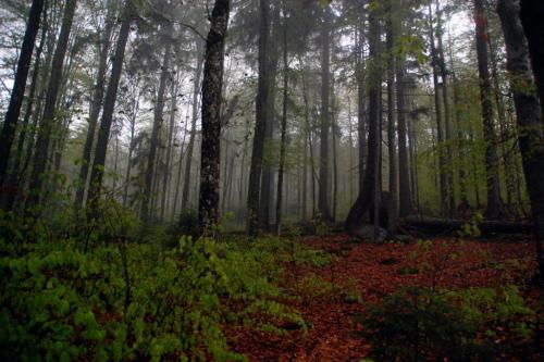 Самый большой лес в европе. Природное достояние Германии: национальный парк «Баварский лес»