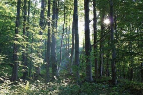 10 самых крупных лесов в мире. Великие леса 16