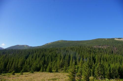 10 самых крупных лесов в мире. Великие леса 08