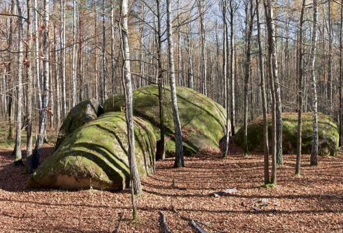 10 самых крупных лесов в мире. Великие леса 14