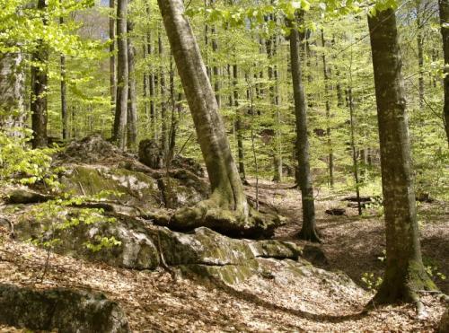 10 самых крупных лесов в мире. Великие леса 12