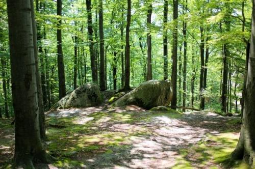 10 самых крупных лесов в мире. Великие леса 11