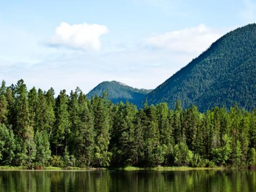 Тайга лес. Природная зона тайги